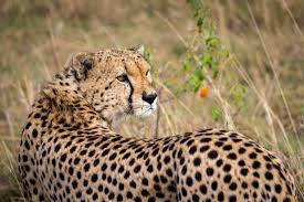 8 Days Self-drive Safari in Tanzania