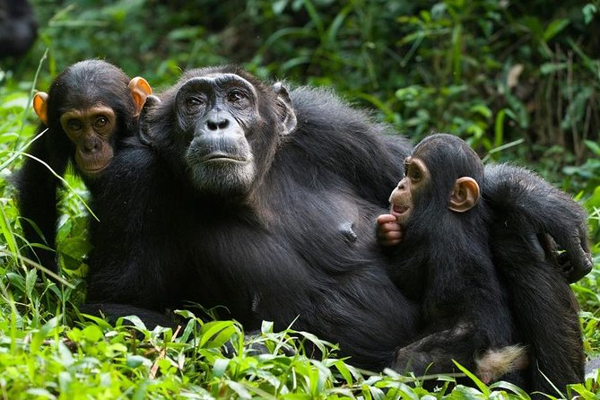  Chimpanzee Tracking 