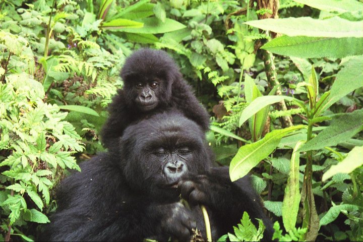Can You Combine Volcanoes National Park and Bwindi Impenetrable National Park_ Can You Combine Volcanoes National Park and Bwindi Impenetrable National Park?