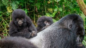 gorilla trekking 