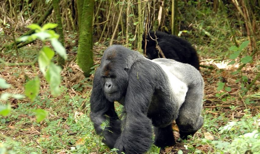 rwanda gorillas