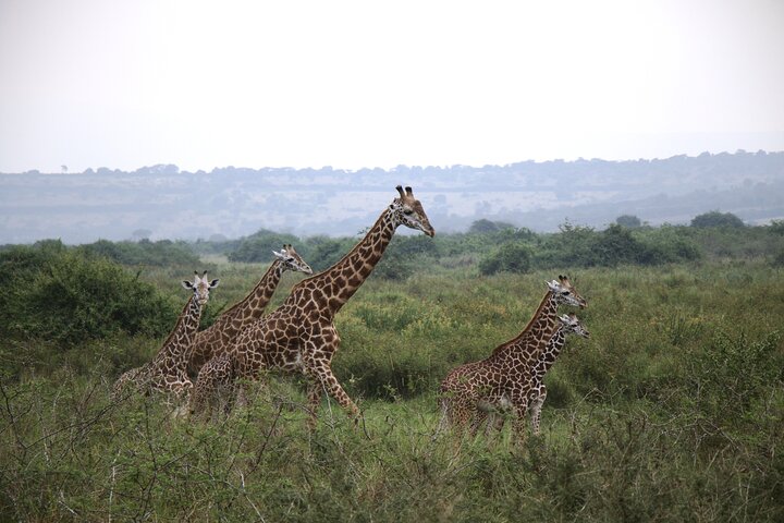 Akagera national park