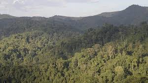 Gishwati-Mukura National Park