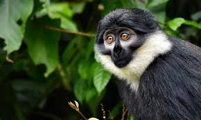 L’Hoest’s monkeys.