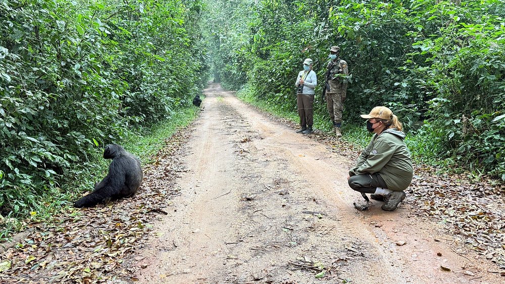 Gorilla Trekking in Volcanoes National Park