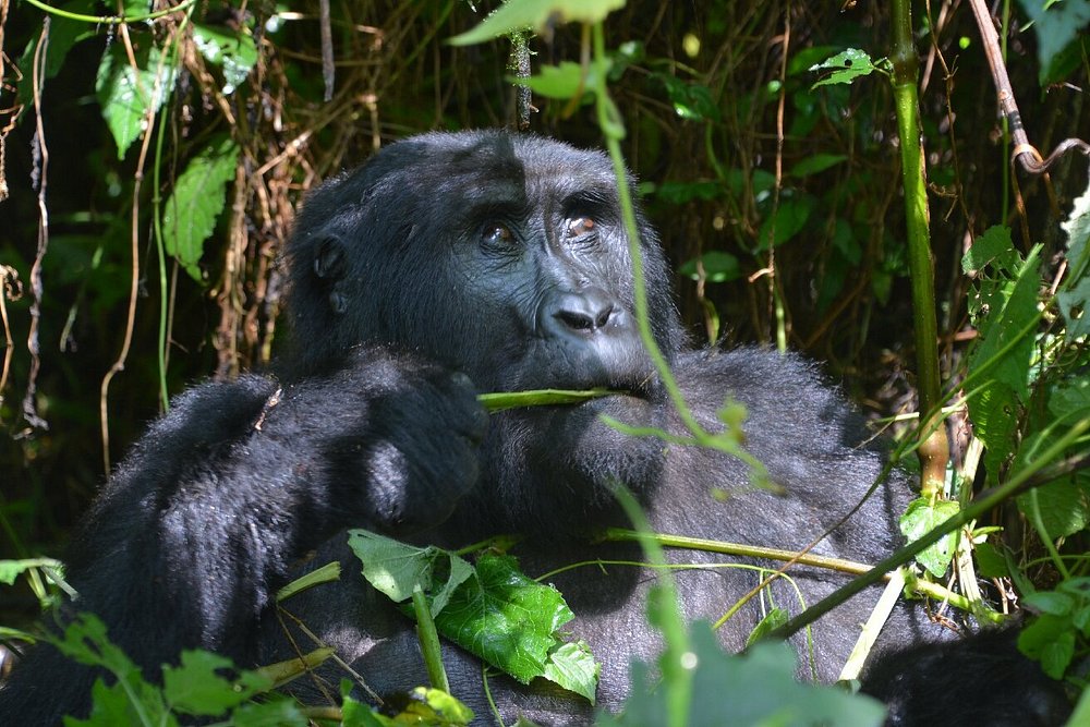 Tourism Activities in Rwanda: What to Enjoy on a Road Trip