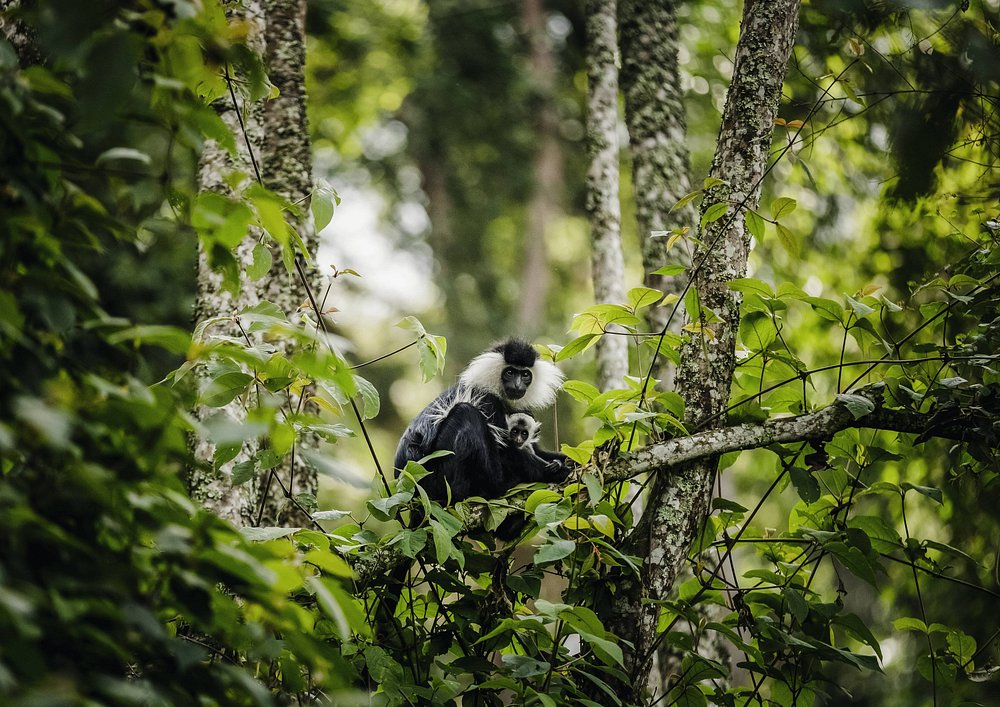 Gishwati-Mukura National Park