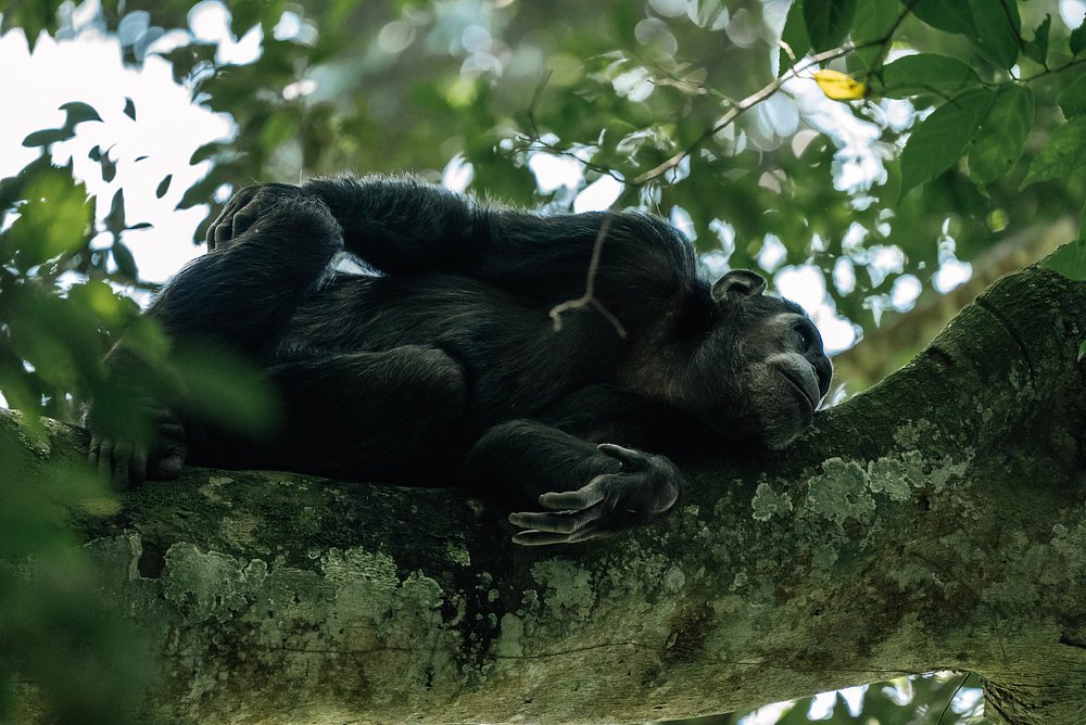 Nyungwe National Park