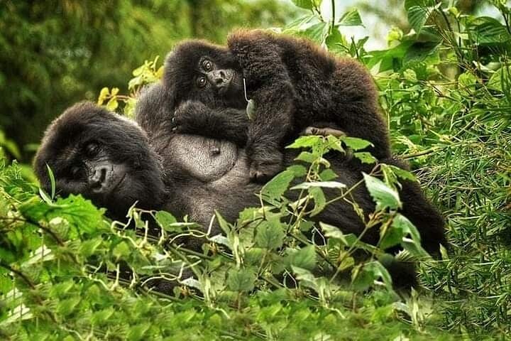 Rwanda National Parks