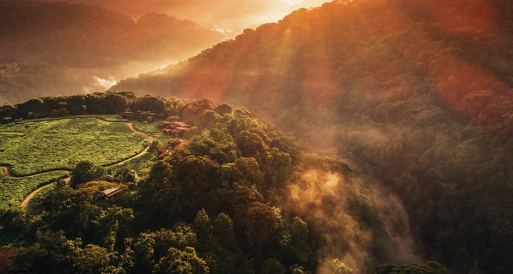 Nyungwe forest