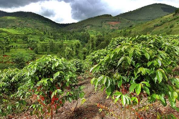 Driving Through Rwanda’s Coffee Region