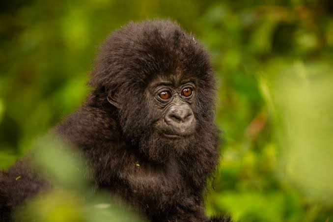 Mistakes That Can Ruin Your Rwandan Safari Mistakes That Can Ruin Your Rwandan Safari
