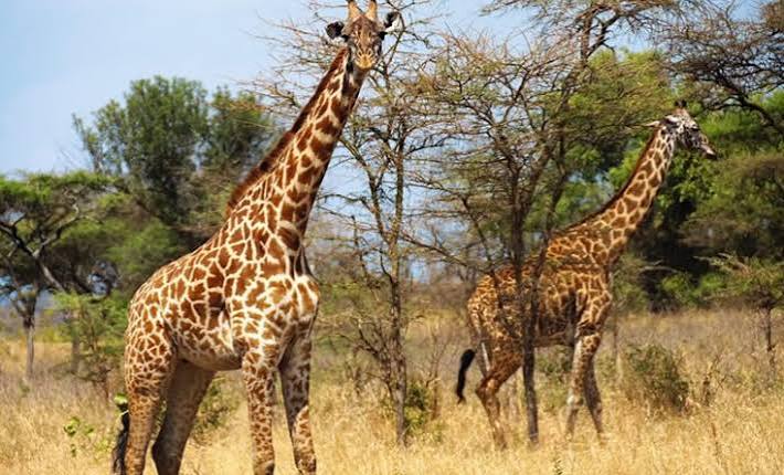 Best Game Parks for Game Drives in Rwanda