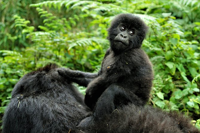 volcanoes park rwanda